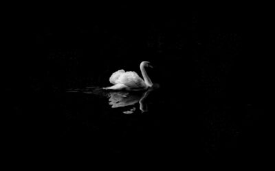 Cygnea Cantio: The Swan-song
